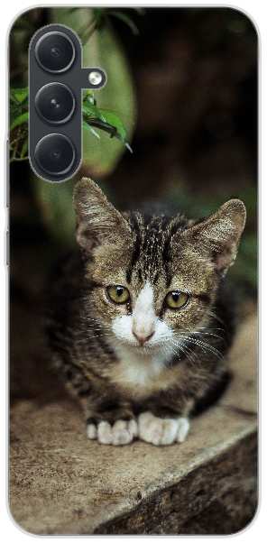 grey tabby kitten