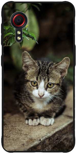 grey tabby kitten
