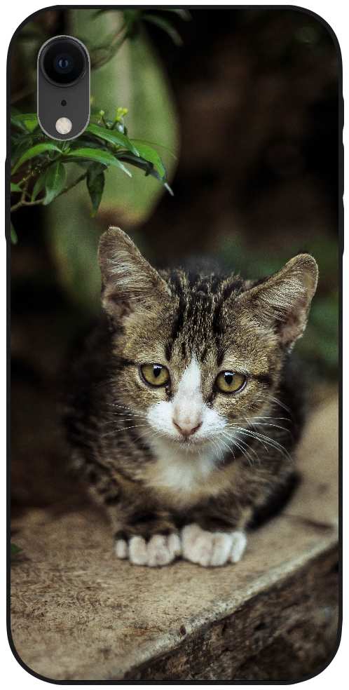 grey tabby kitten