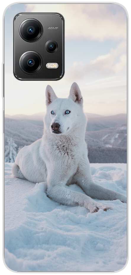 Husky blanc à poil court adulte