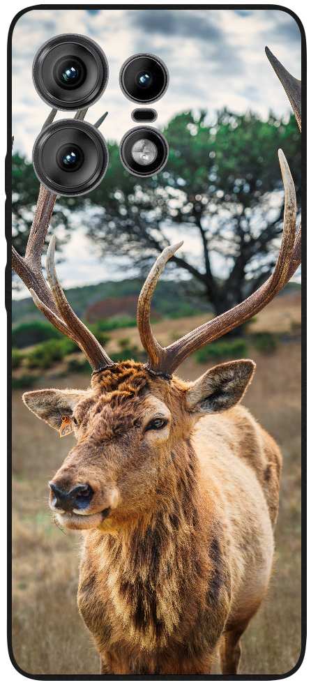 deer on brown grass field under gray cloudy sky