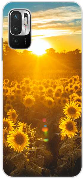 sunflower field during golden hour